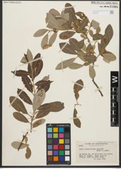 Foto von Salix scouleriana Barratt ex Hook.